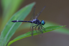 Micrathyria pseudeximia