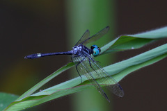 Micrathyria pseudeximia