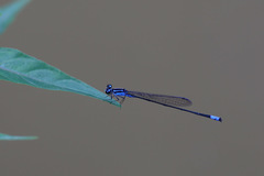 Acanthagrion trilobatum