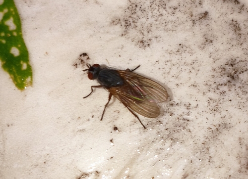 Pegomya bicolor
