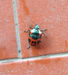 Augocoris gomesii
