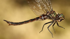 Somatochlora brevicincta