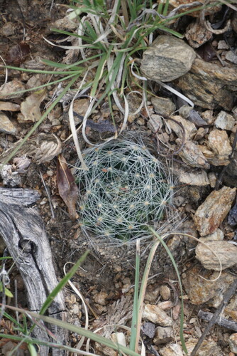 Mammillaria zephyranthoides
