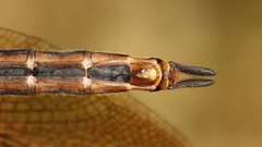 Somatochlora brevicincta