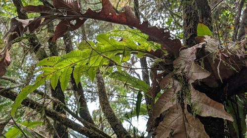 Drynaria heraclea observed 2025-09-02