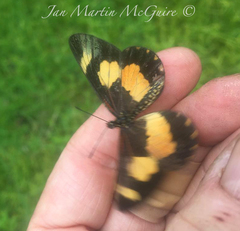 Acraea cabira