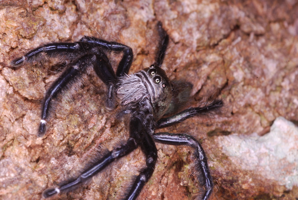Hyllus grandis