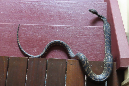 Coastal Carpet Python sighting