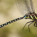 Sedge Darner - Photo (c) Guy Lemelin, some rights reserved (CC BY-NC), uploaded by Guy Lemelin