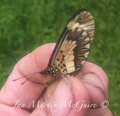 Acraea cabira