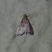 Pyrausta