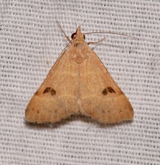 Hemeroplanis rectalis