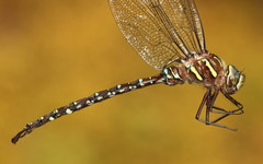 Aeshna umbrosa umbrosa