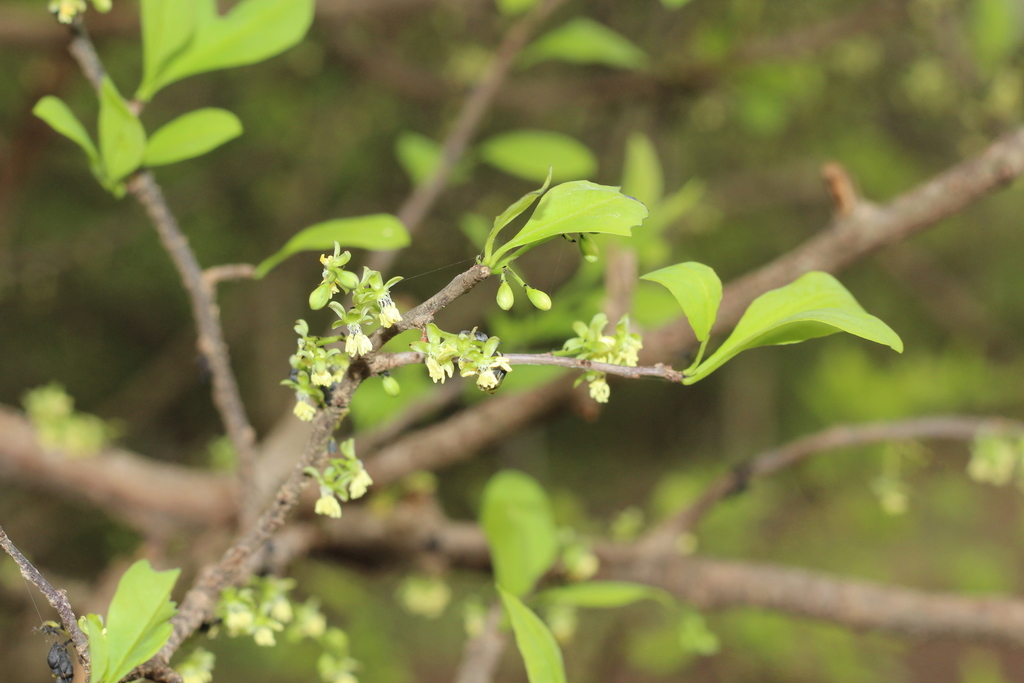 Achatocarpus praecox