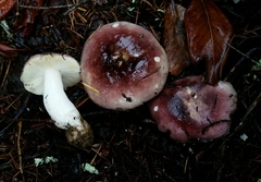 Russula murrillii