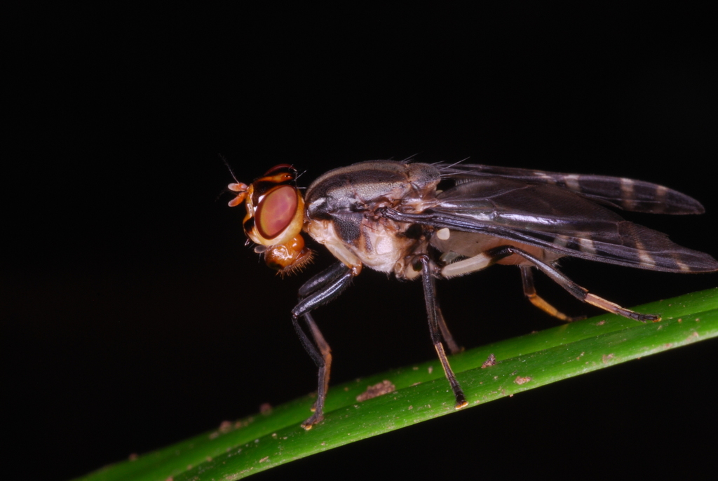 Engistoneura