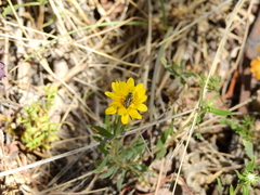 Grindelia pulchella