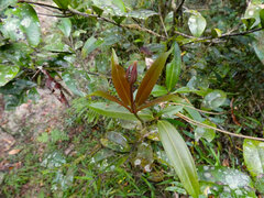 Medinilla balls-headleyi, photograph (c) Steve Fitzgerald, some rights reserved (CC BY-SA)