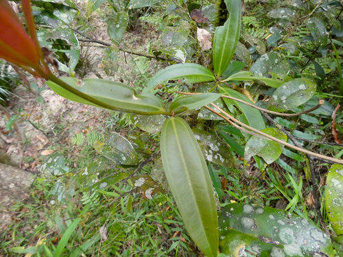 Medinilla balls-headleyi, photograph 6