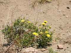 Grindelia chiloensis
