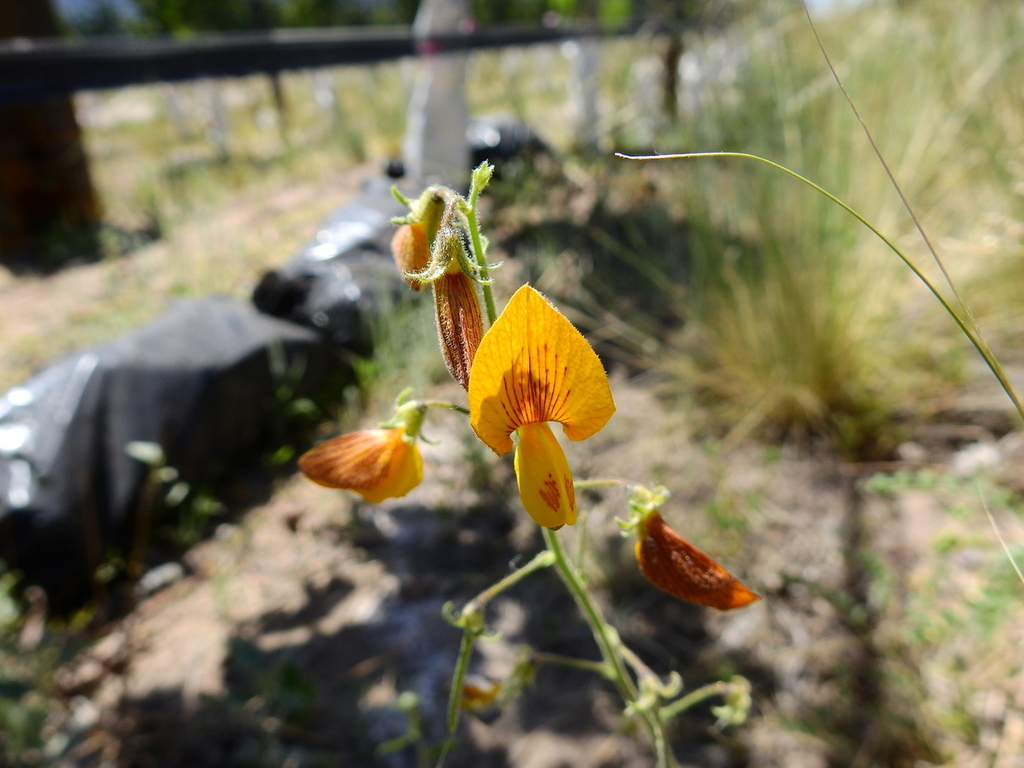 Adesmia grandiflora