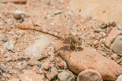 Onychogomphus costae
