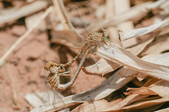 Onychogomphus costae