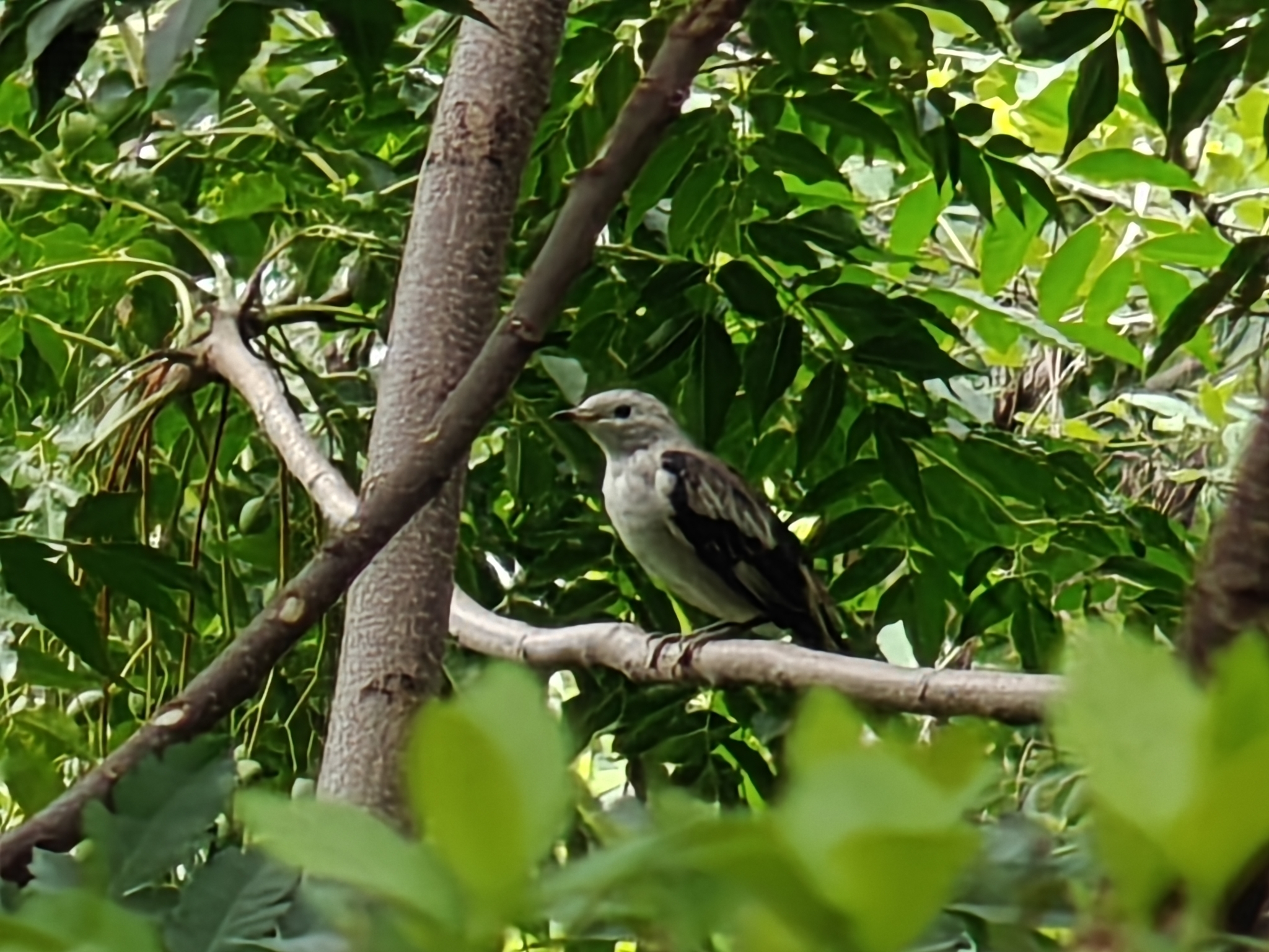 Daurian Starling