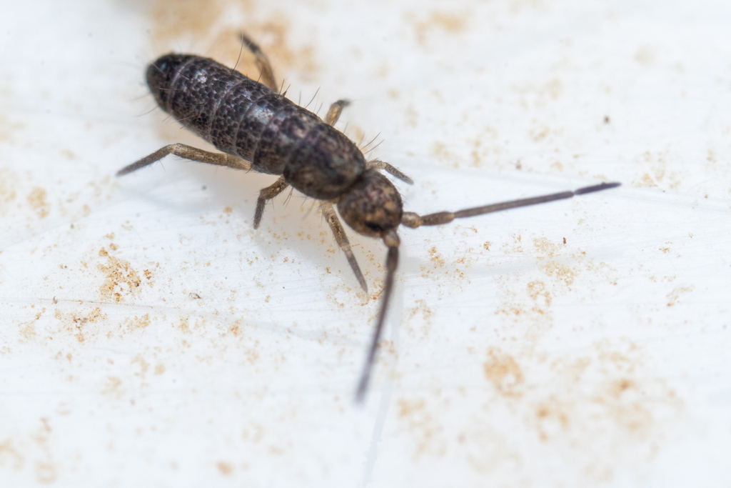 Springtail