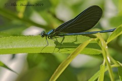 Calopteryx maculata