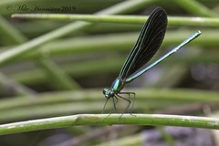 Calopteryx maculata