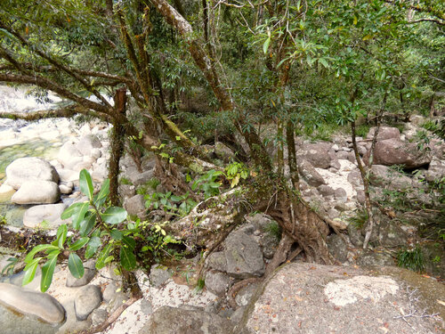 Fagraea berteroana