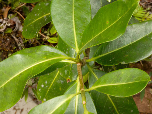 Fagraea berteroana