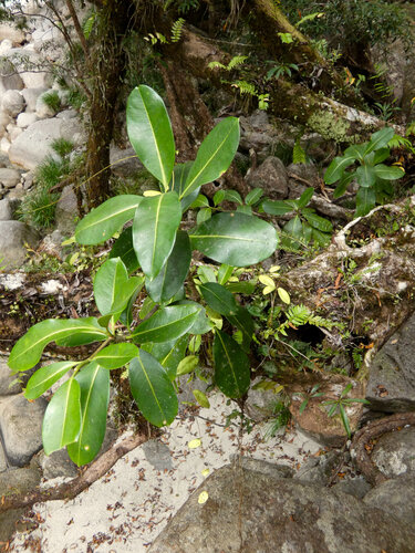 Fagraea berteroana