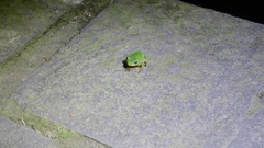 Zhangixalus taipeianus