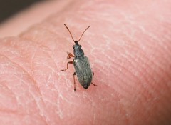Cimberis attelaboides
