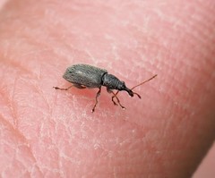Cimberis attelaboides
