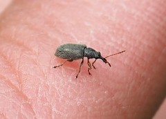 Cimberis attelaboides