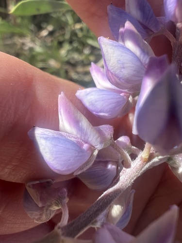 Kellogg's Spurred Lupine (Lupinus caudatus)