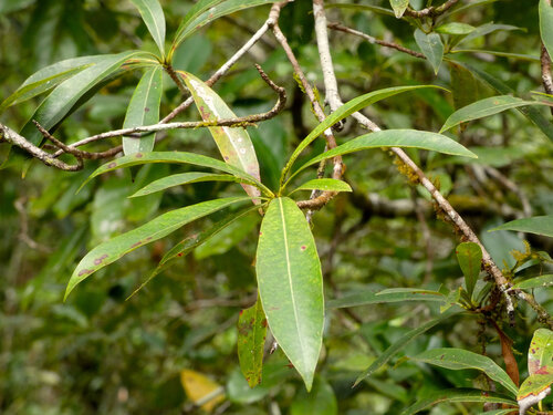 Xanthostemon chrysanthus