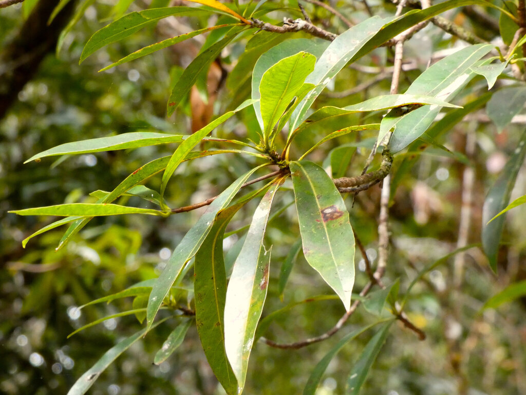 Xanthostemon chrysanthus, Syndicate QLD 4873, Australia