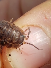 Trachelipus arcuatus