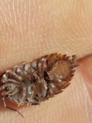 Trachelipus arcuatus