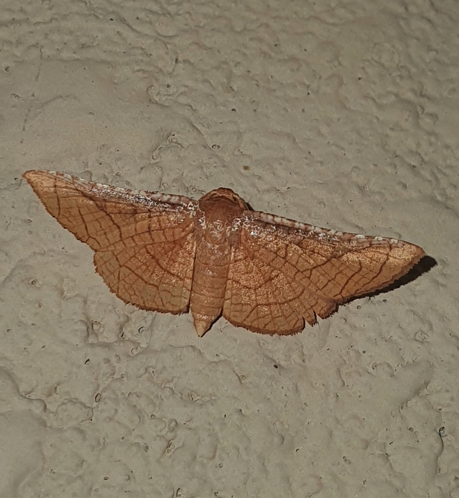 Microctenucha munda