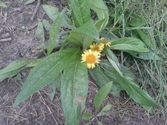 Pentanema salicinum