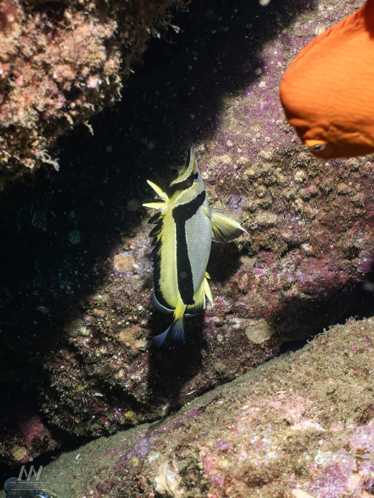 Scythe butterflyfish (Prognathodes falcifer) — Chaetodontidae