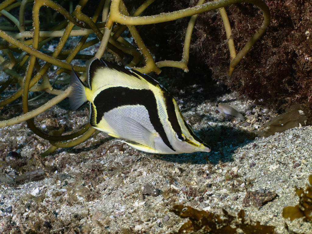 Scythe butterflyfish (Prognathodes falcifer) — Chaetodontidae