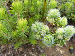 Pultenaea humilis