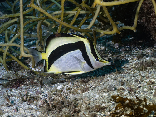 Scythe butterflyfish (Prognathodes falcifer) — Chaetodontidae — 3