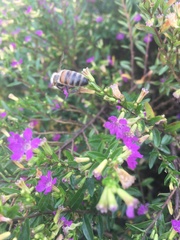 Apis mellifera